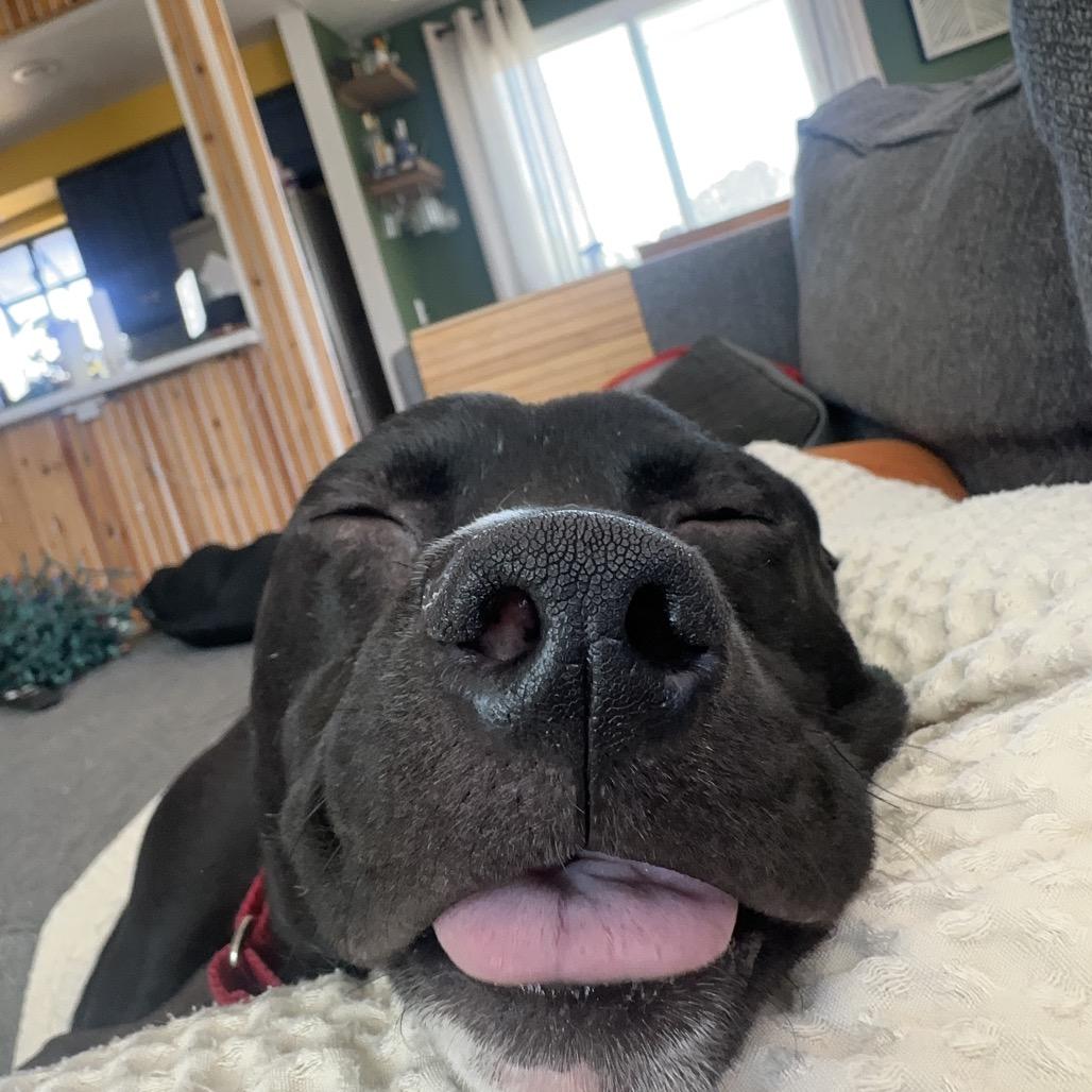 Enlarge Chance, a Adoptable mixed breed in San Diego, CA image 6/6