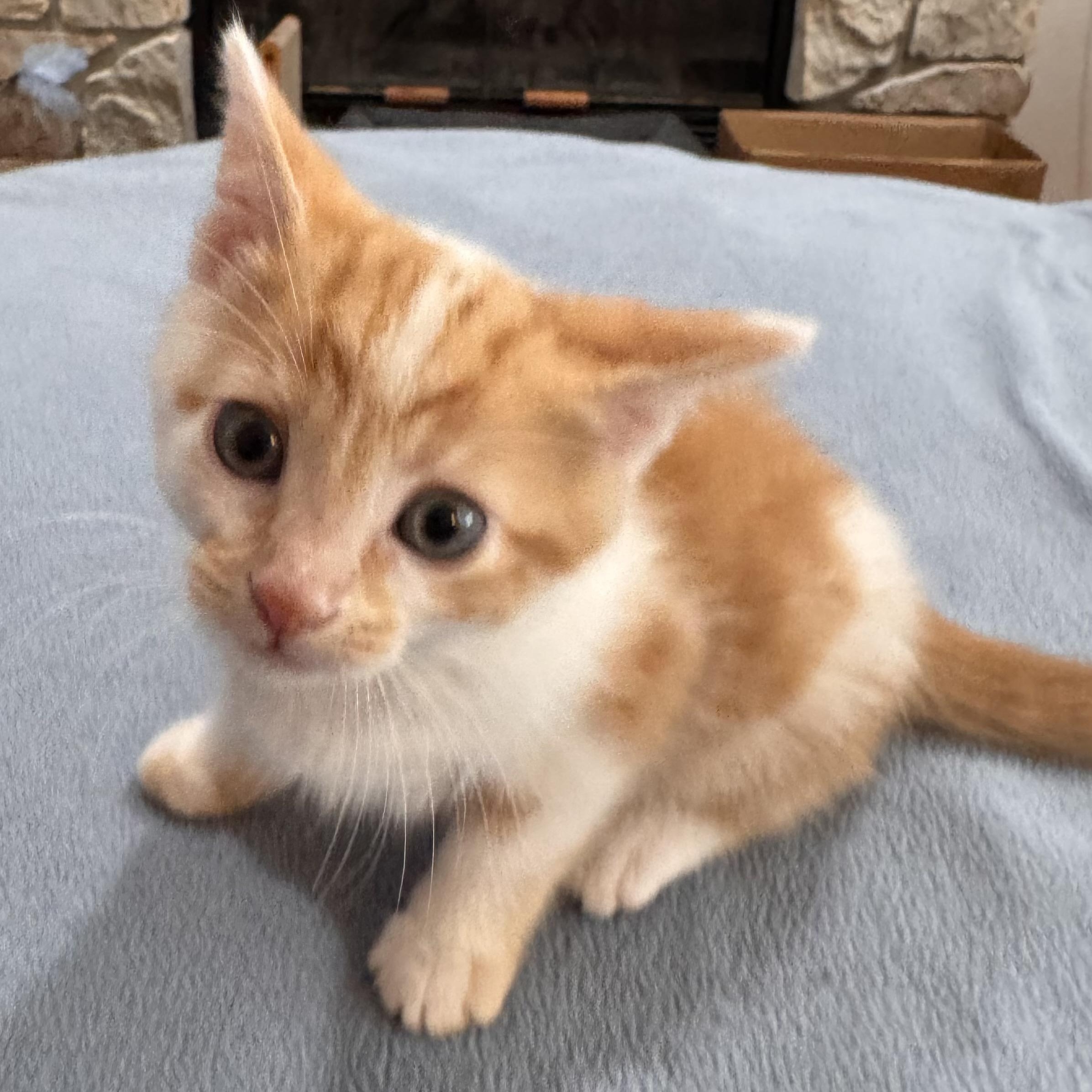 Enlarge Frankie, an adopted Domestic Short Hair in Detroit, MI image 1/1