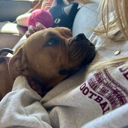 Enlarge November, a Adoptable mixed breed in Bryan, TX image 1/3