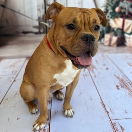 Enlarge November, a Adoptable mixed breed in Bryan, TX image 2/3