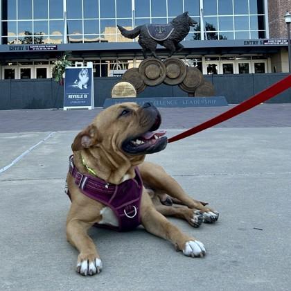 Enlarge November, a Adoptable mixed breed in Bryan, TX image 3/3