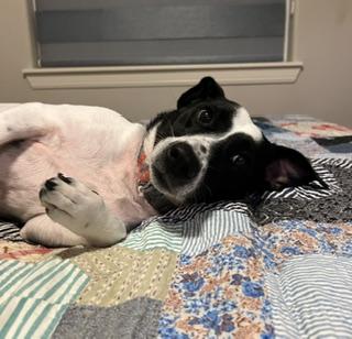 Enlarge Arda, a Adopted mixed breed in Grove City, PA image 3/6
