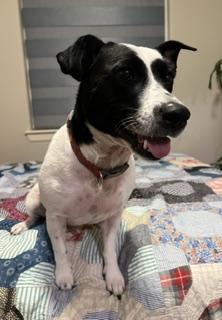 Enlarge Arda, a Adopted mixed breed in Grove City, PA image 6/6