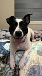 Enlarge Arda, a Adopted mixed breed in Grove City, PA image 1/6