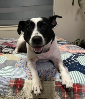 Enlarge Arda, a Adopted mixed breed in Grove City, PA image 2/6