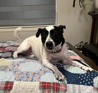 Enlarge Arda, a Adopted mixed breed in Grove City, PA image 5/6