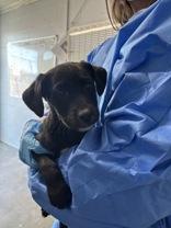 Big Mama, adopted, Puppy Female Black Labrador Retriever.