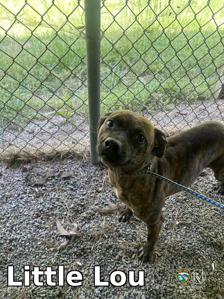 Little Lou, Adoptable, Young Female Pit Bull Terrier.