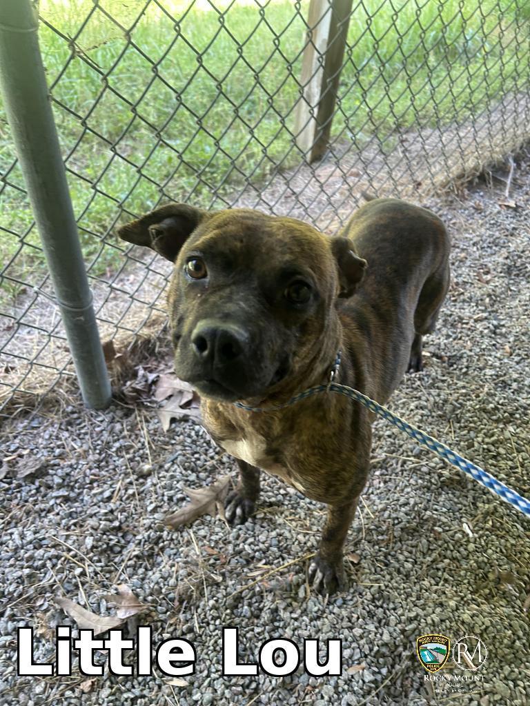 Enlarge Little Lou, a Adoptable Pit Bull Terrier in Rocky Mount, NC image 2/3