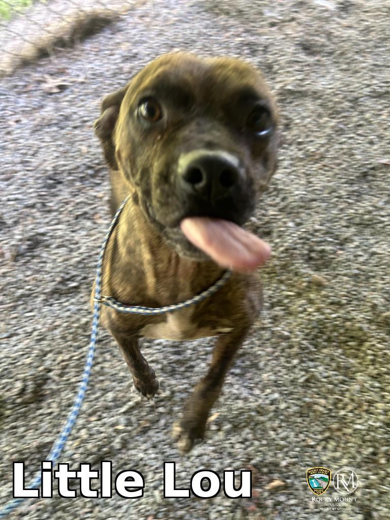 Enlarge Little Lou, a Adoptable Pit Bull Terrier in Rocky Mount, NC image 3/3