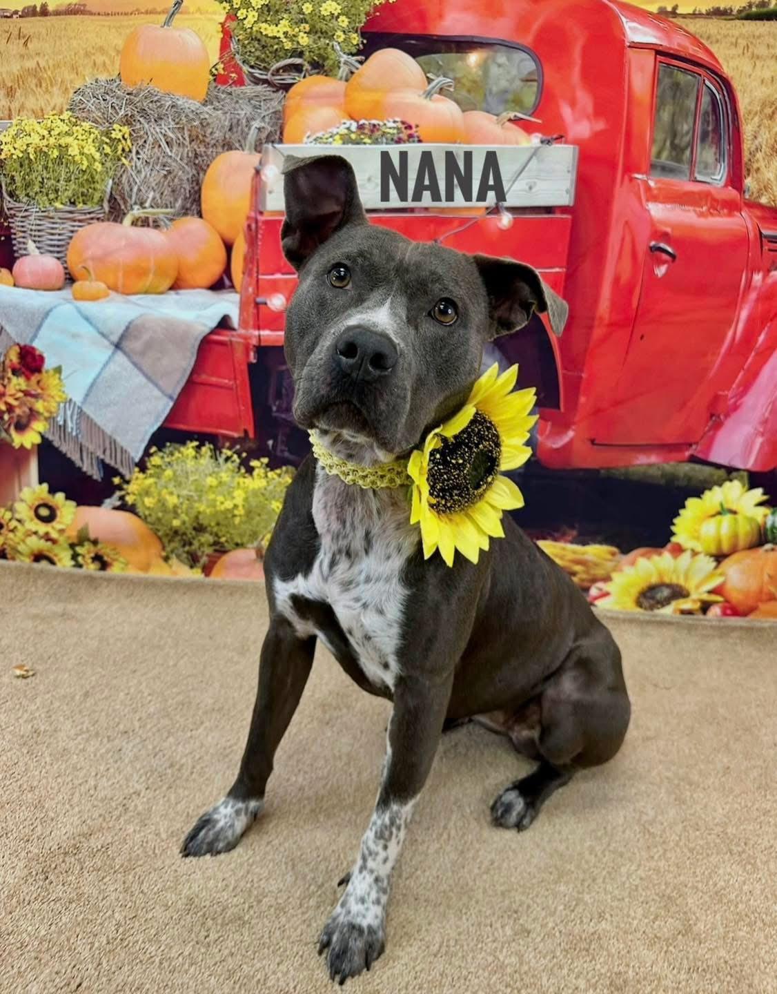 Nana, an adoptable mixed breed in Flint, MI image 2/2