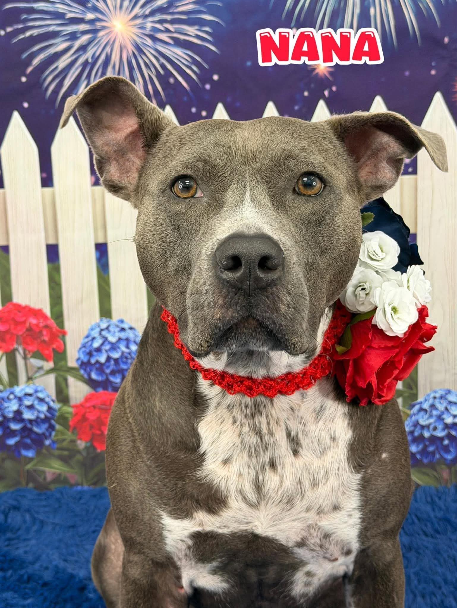 Nana, adoptable, Adult Female Mixed Breed.