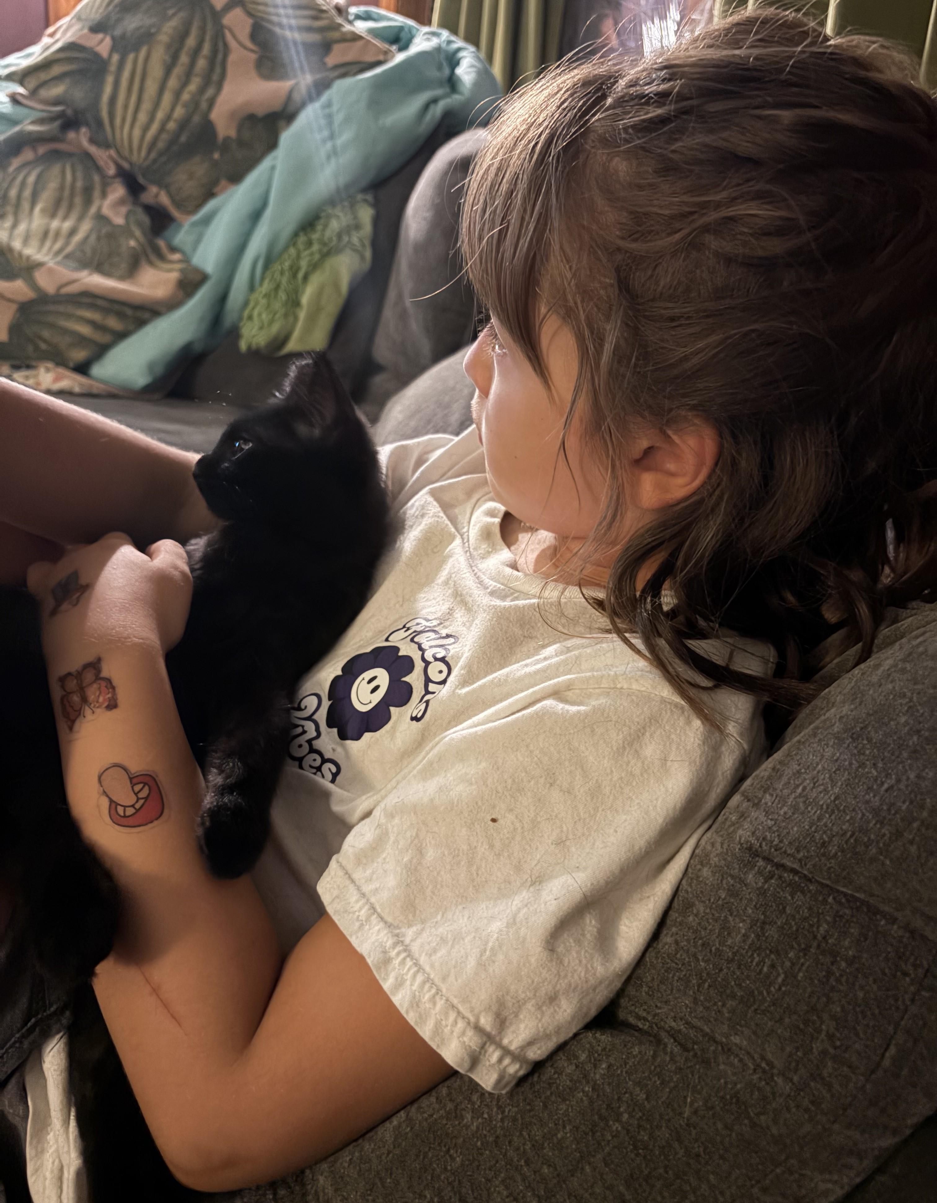 Enlarge Holten, a Adopted Domestic Short Hair in Lombard, IL image 5/5