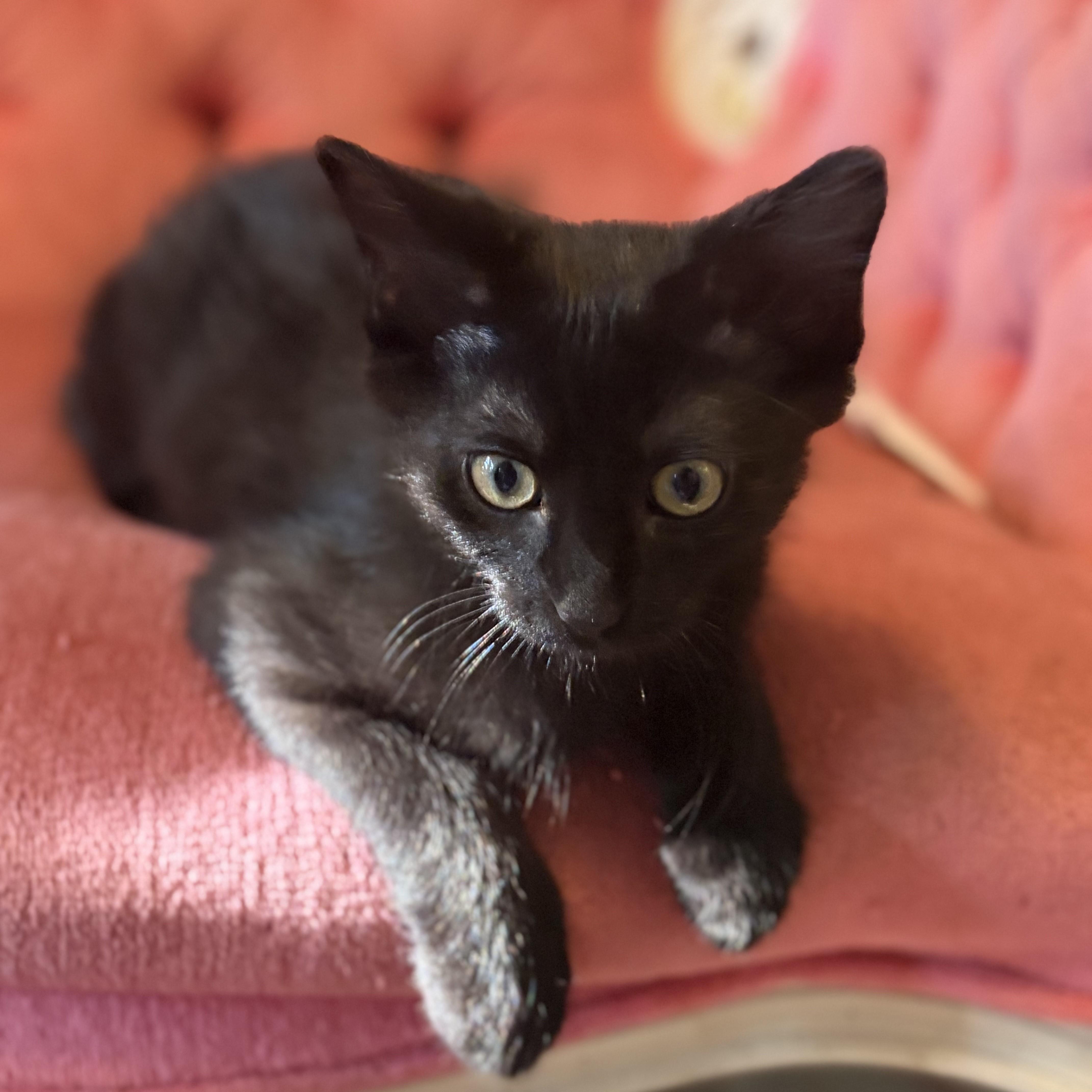 Holten, Adopted, Kitten Male Domestic Short Hair.