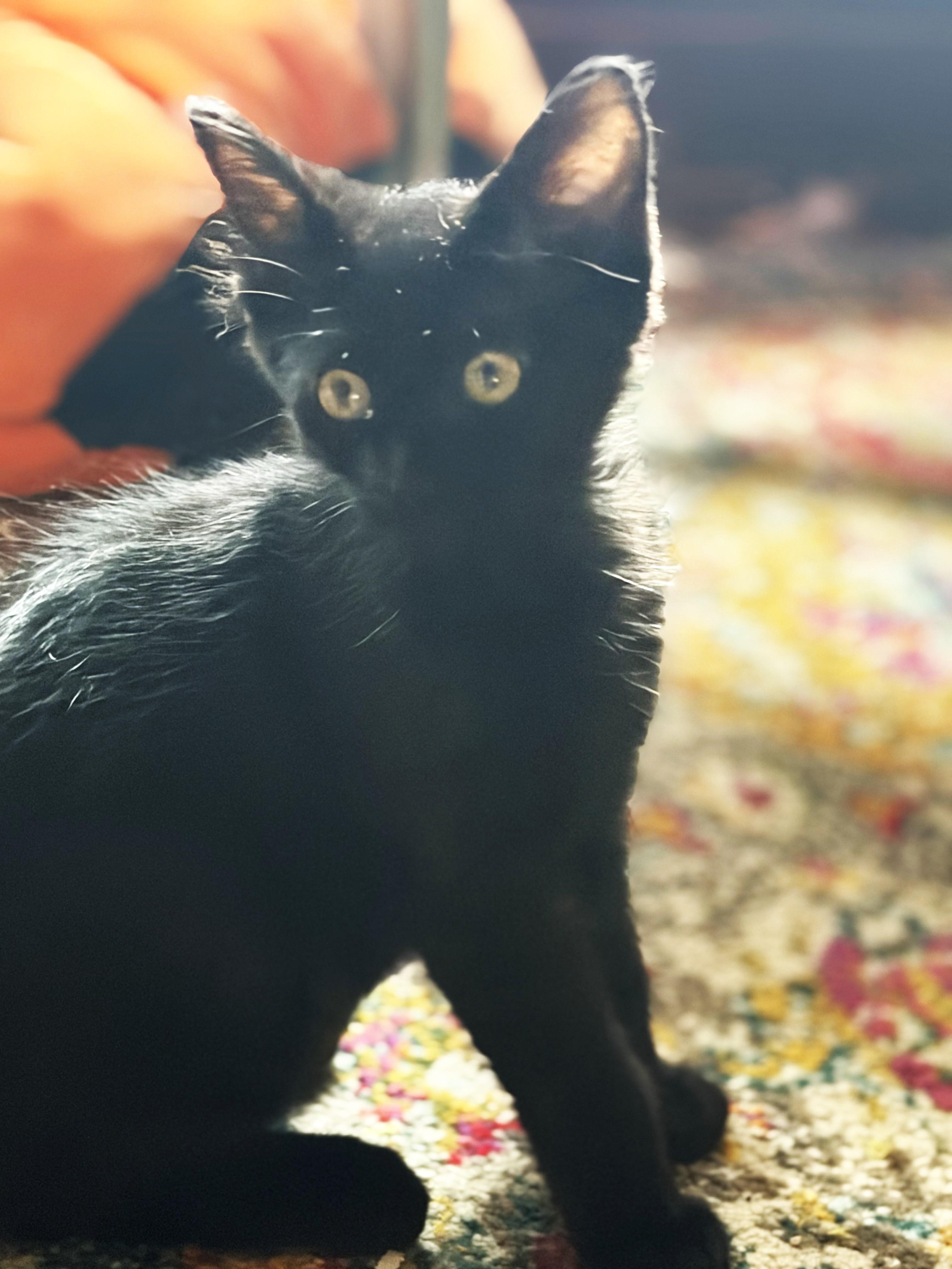 Enlarge Holten, a Adopted Domestic Short Hair in Lombard, IL image 4/5