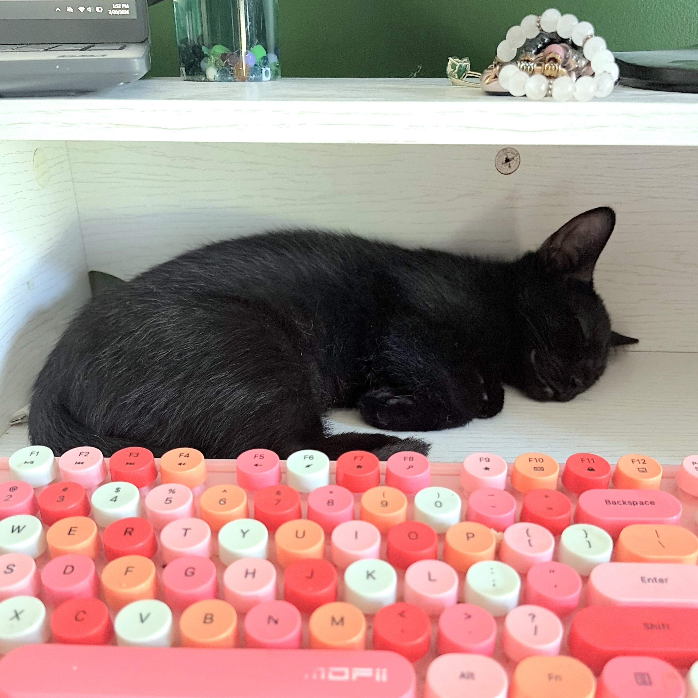 Enlarge Holten, a Adopted Domestic Short Hair in Lombard, IL image 3/5