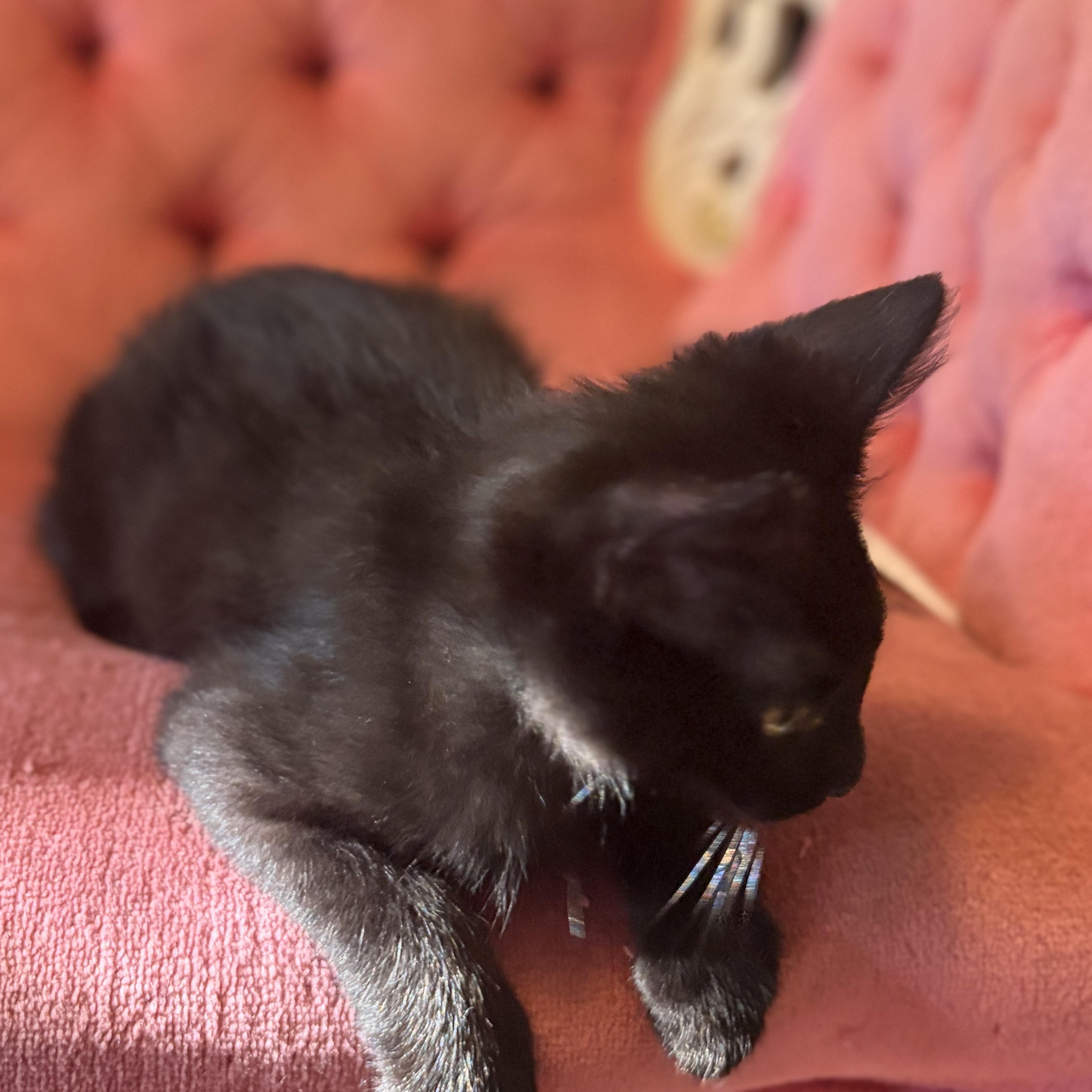 Enlarge Holten, a Adopted Domestic Short Hair in Lombard, IL image 2/5