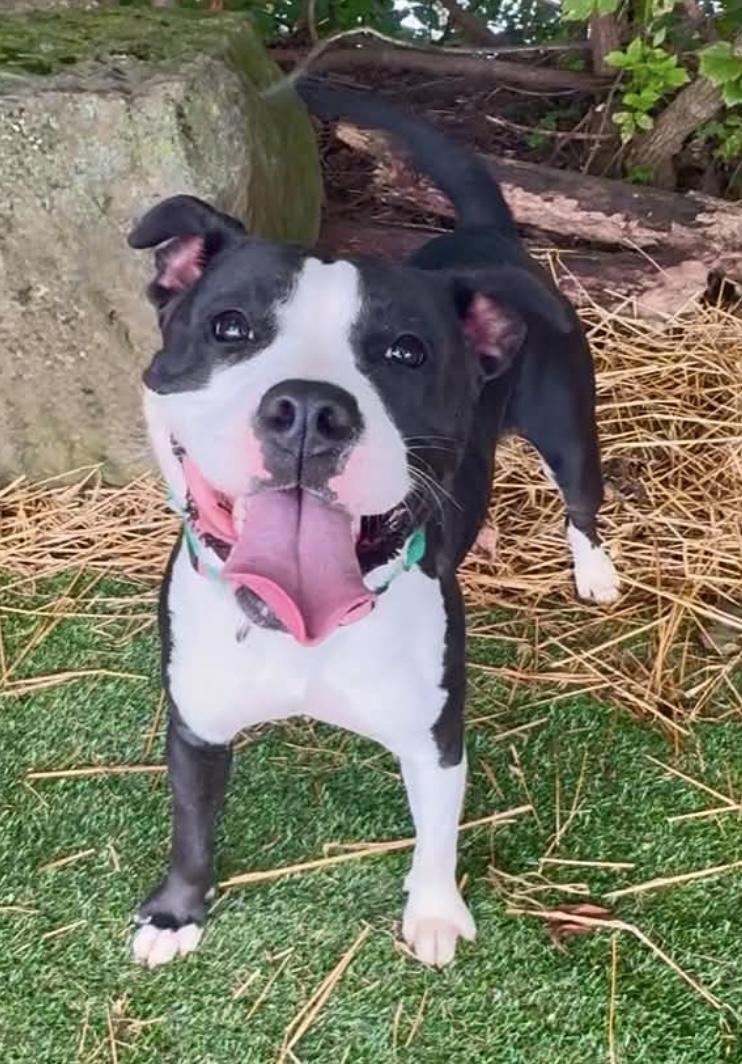 Tamara AVAILABLE, ADOPTABLE, Young Female American Staffordshire Terrier.