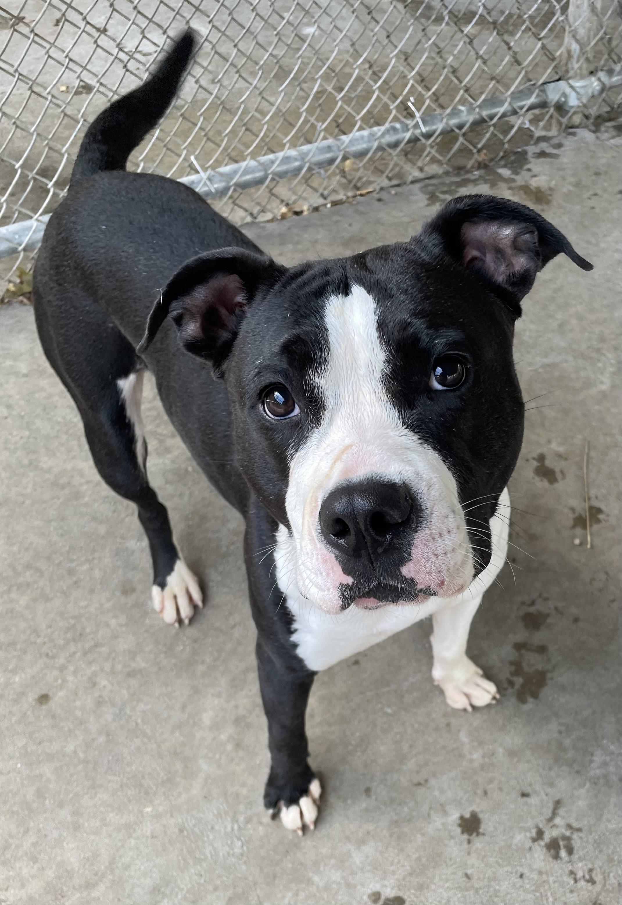 Enlarge Tamara AVAILABLE, a ADOPTABLE American Staffordshire Terrier in Canton, OH image 4/5