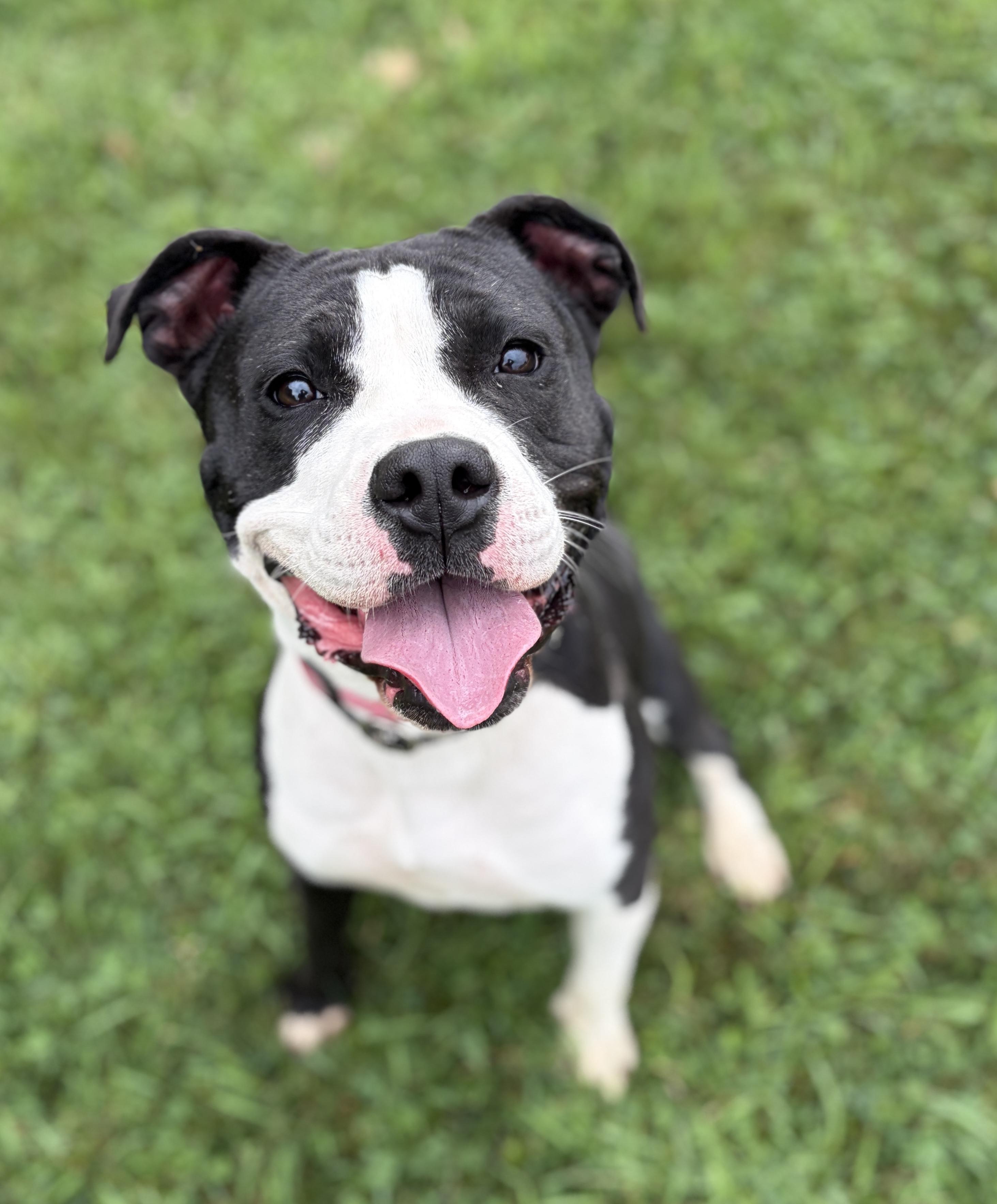 Tamara AVAILABLE, Adoptable, Young Female American Staffordshire Terrier.