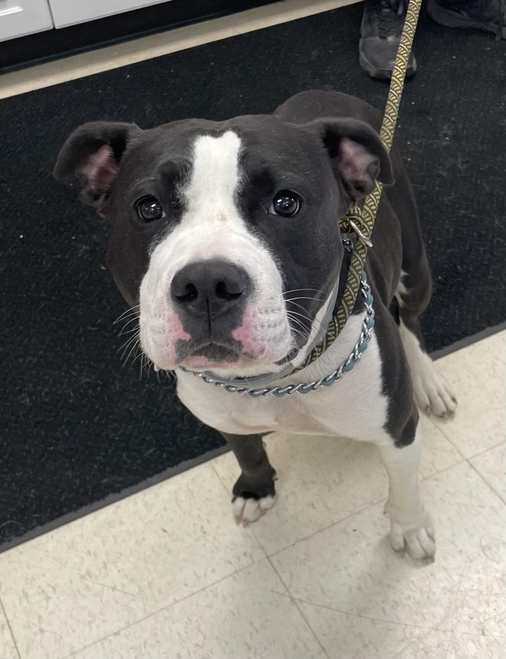 Enlarge Tamara AVAILABLE, a ADOPTABLE American Staffordshire Terrier in Canton, OH image 5/5