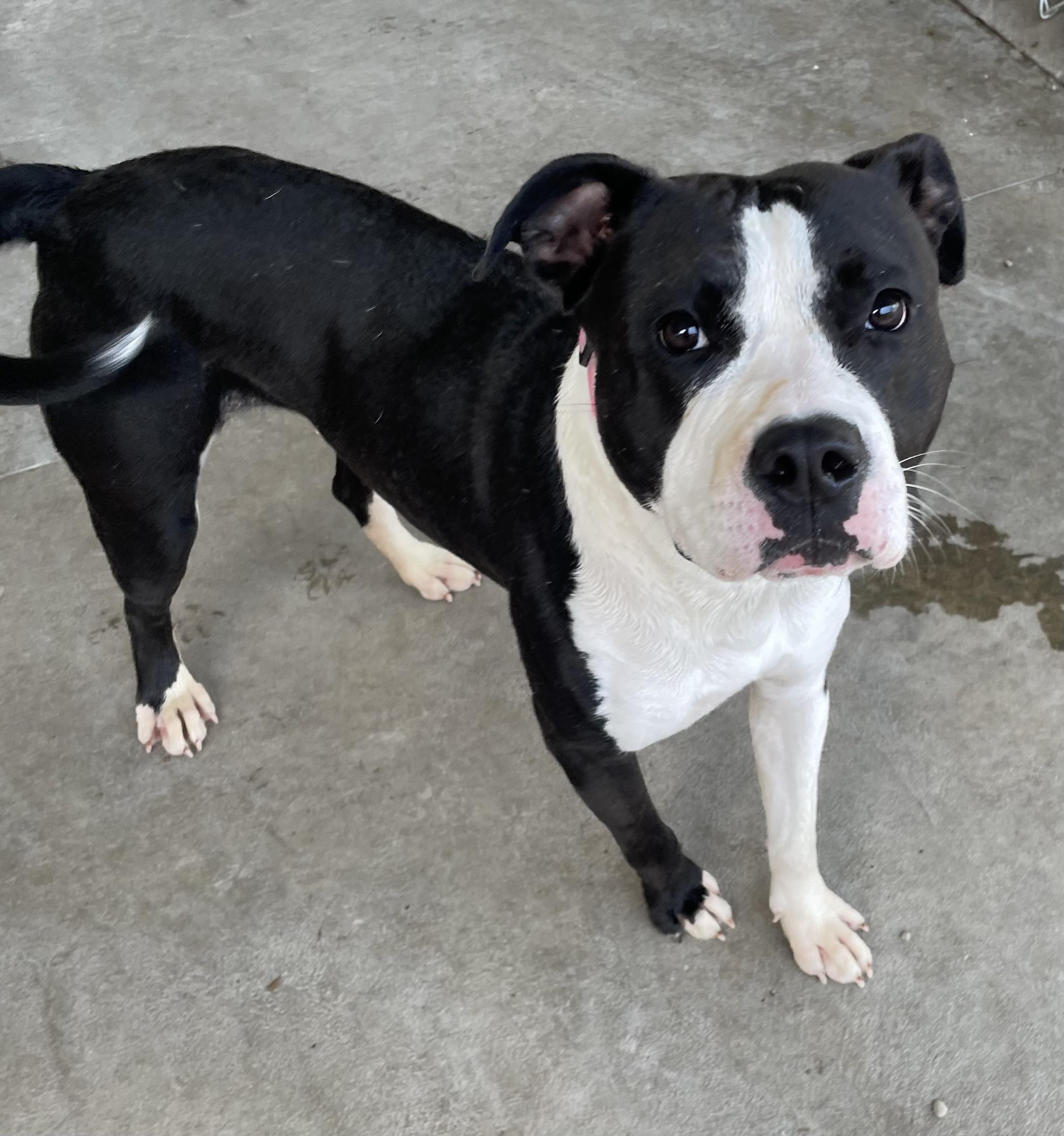 Enlarge Tamara AVAILABLE, a ADOPTABLE American Staffordshire Terrier in Canton, OH image 2/5