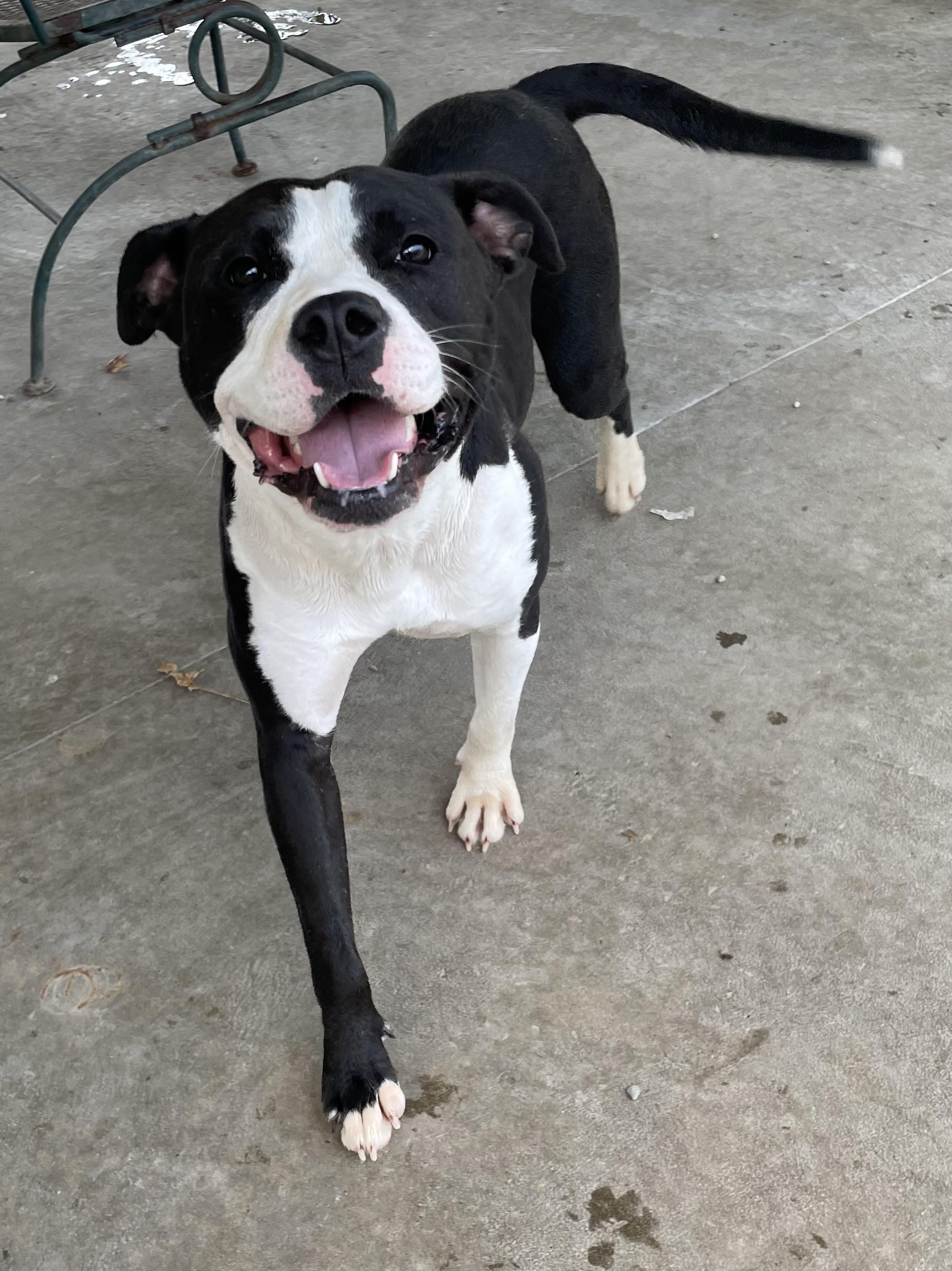 Enlarge Tamara AVAILABLE, a ADOPTABLE American Staffordshire Terrier in Canton, OH image 3/5