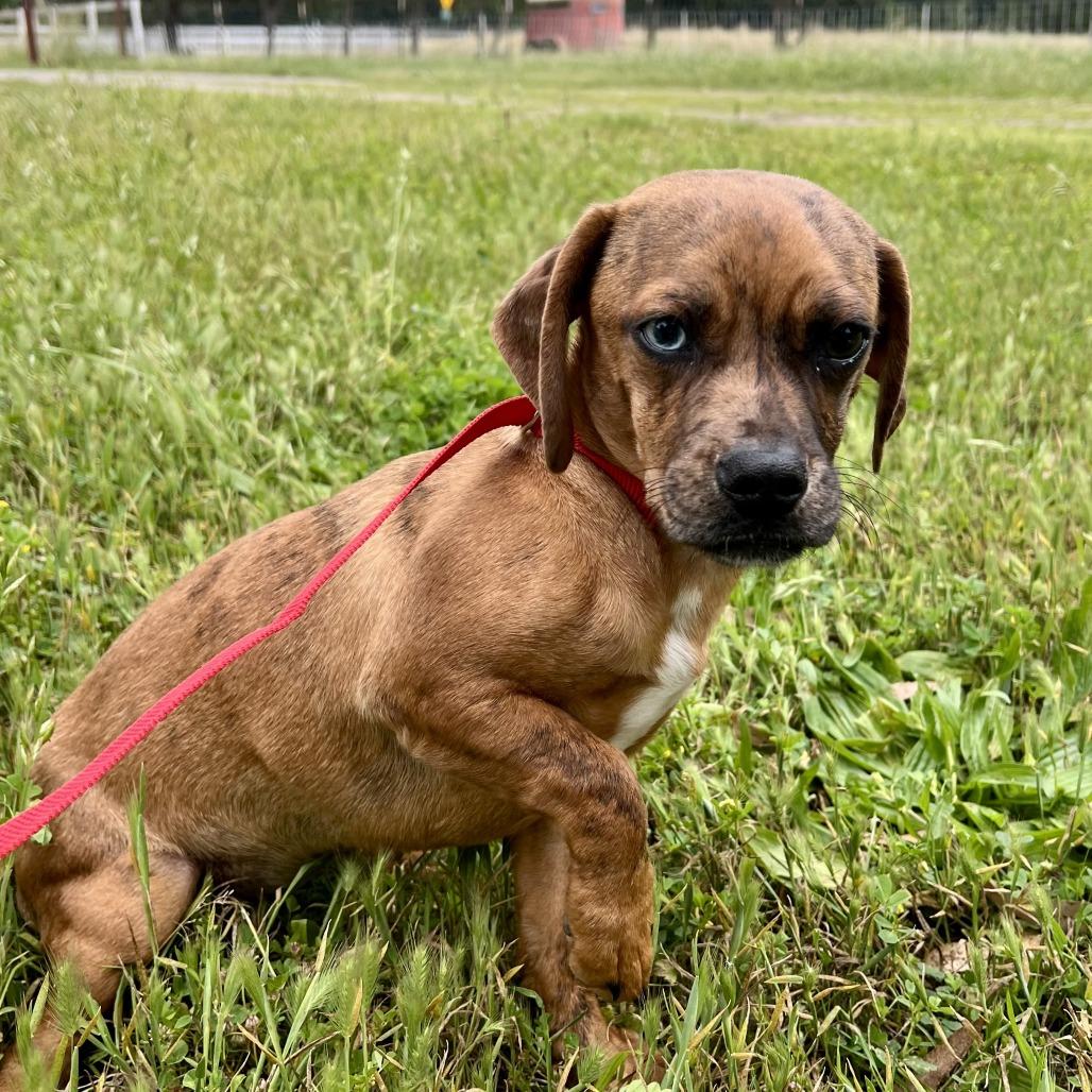 Poppy, Adoptable, Young Female Pug & Dachshund.