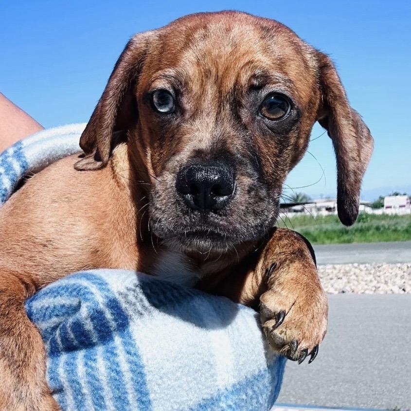 Enlarge Poppy, a Adoptable mixed breed in Sonoma, CA image 2/5
