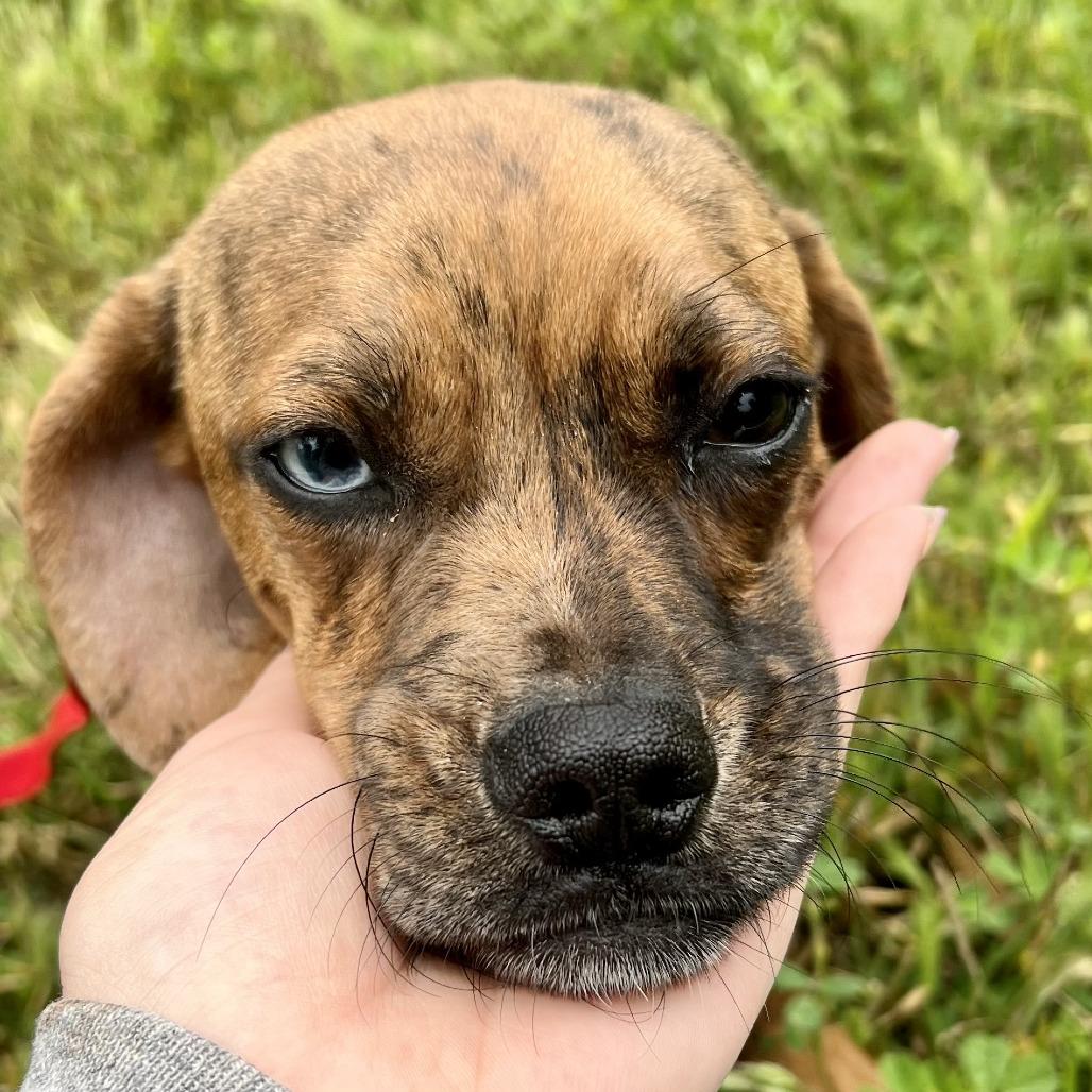 Enlarge Poppy, a Adoptable mixed breed in Sonoma, CA image 3/5