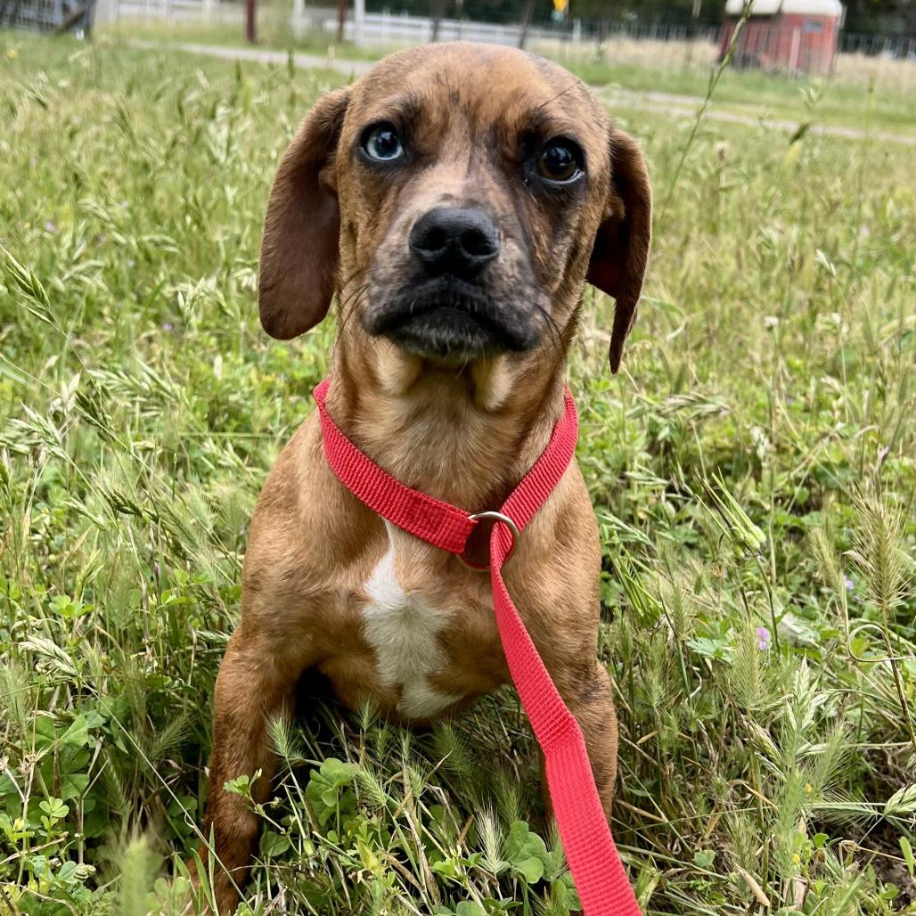 Enlarge Poppy, a Adoptable mixed breed in Sonoma, CA image 4/5