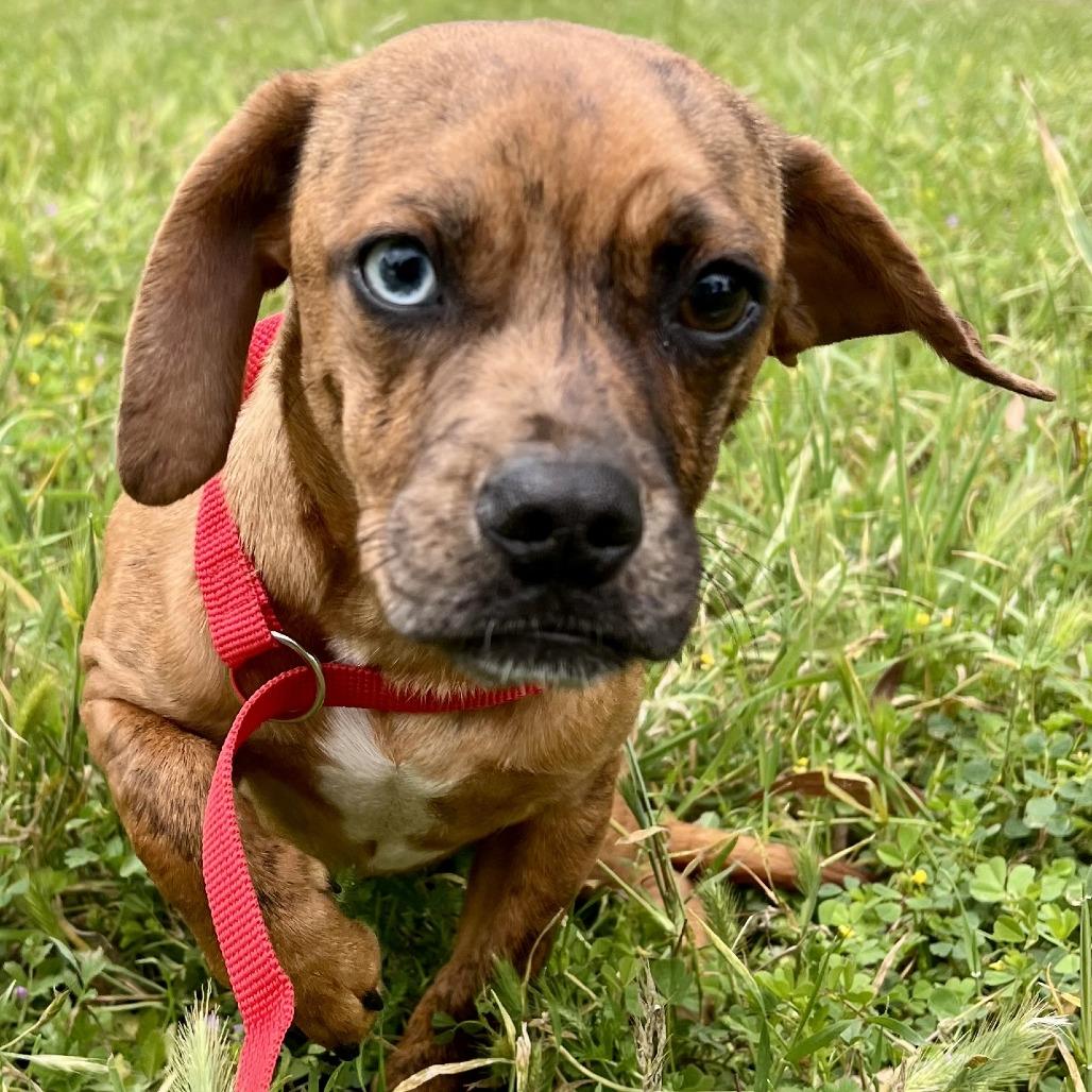Enlarge Poppy, a Adoptable mixed breed in Sonoma, CA image 5/5