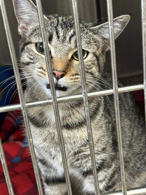 Enlarge Gabby - Gray/Black Tabby - #19, a Adopted Domestic Short Hair in Mitchell, SD image 1/1