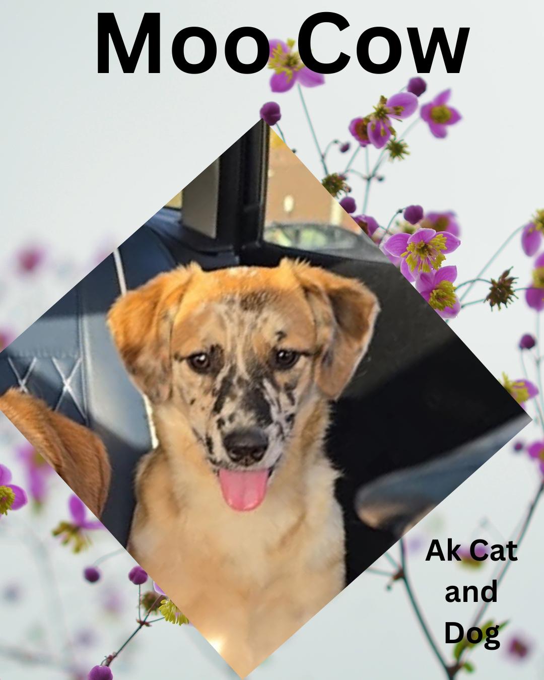 Enlarge Moo Cow (freya girl pup 1), a Adopted mixed breed in Wasilla, AK image 1/1