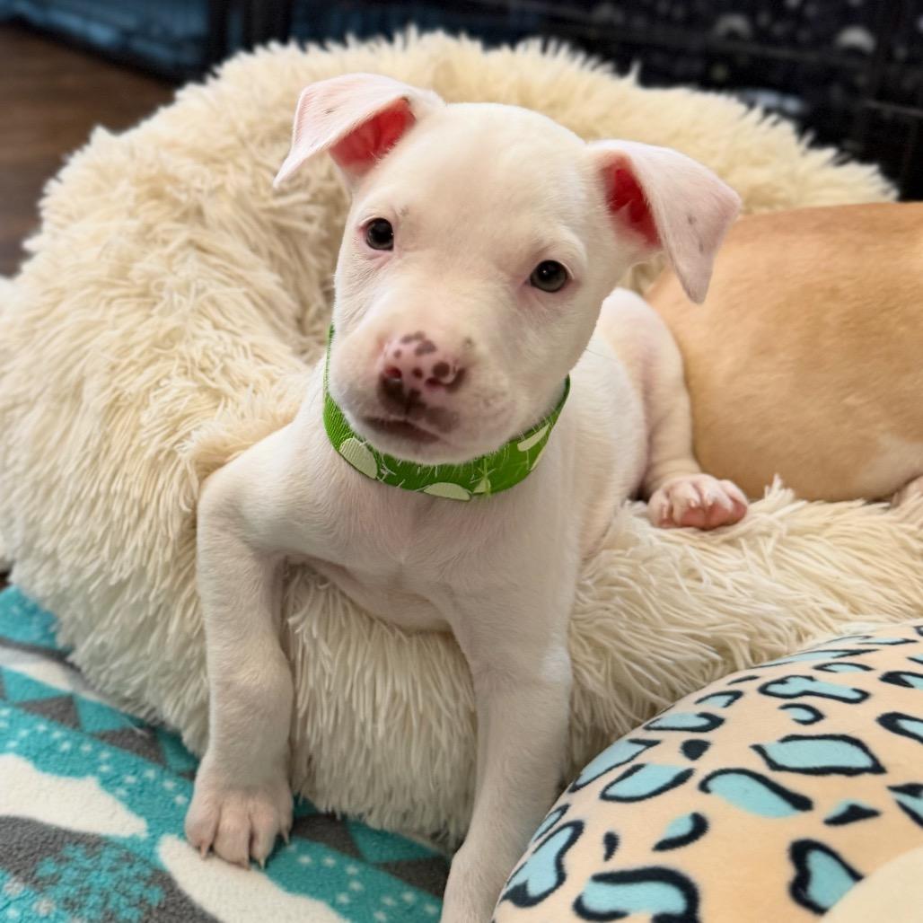Toby, Adoptable, Puppy Male Mixed Breed.