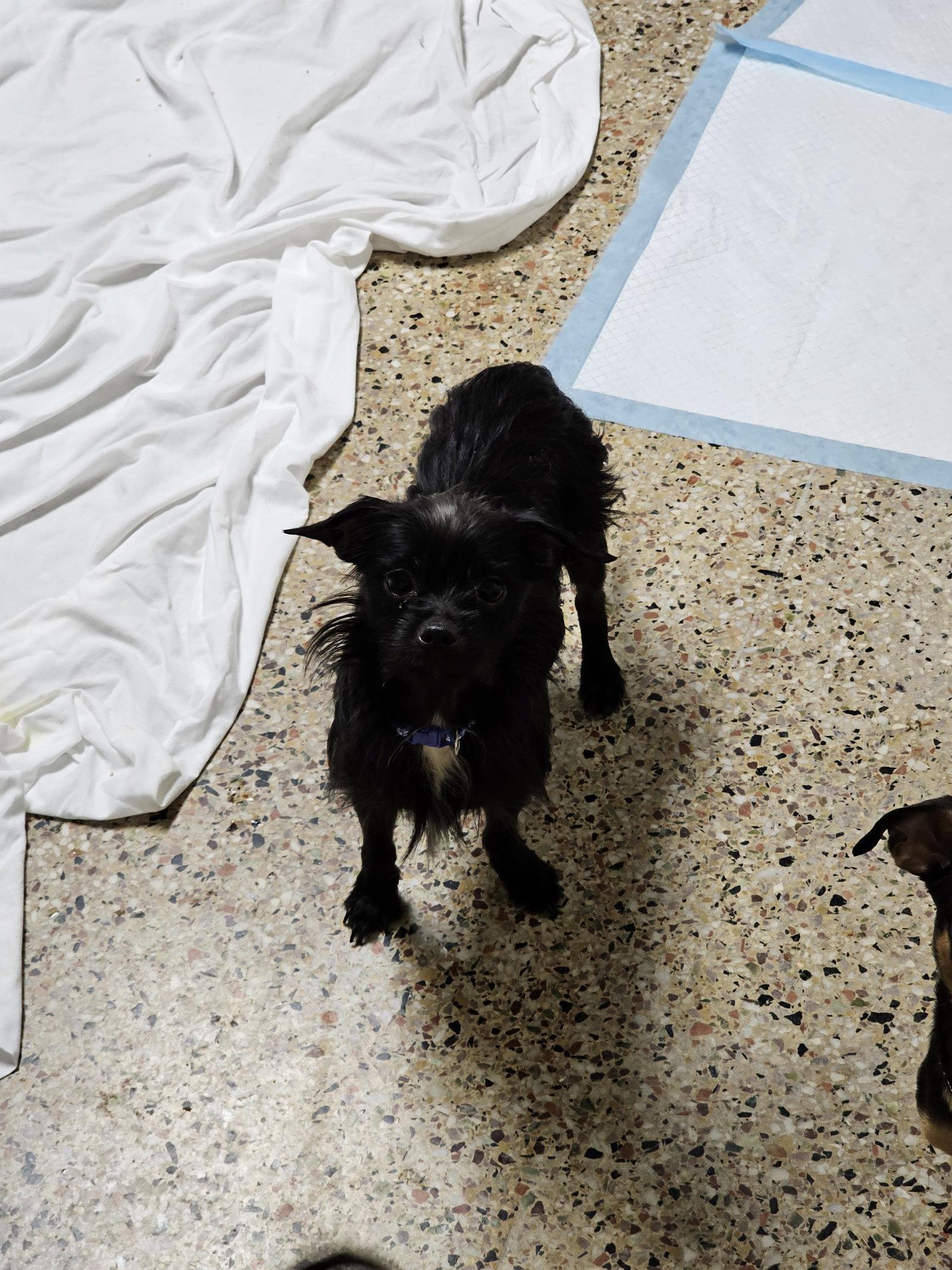 Zenith, Adoptable, Adult Male Chihuahua.