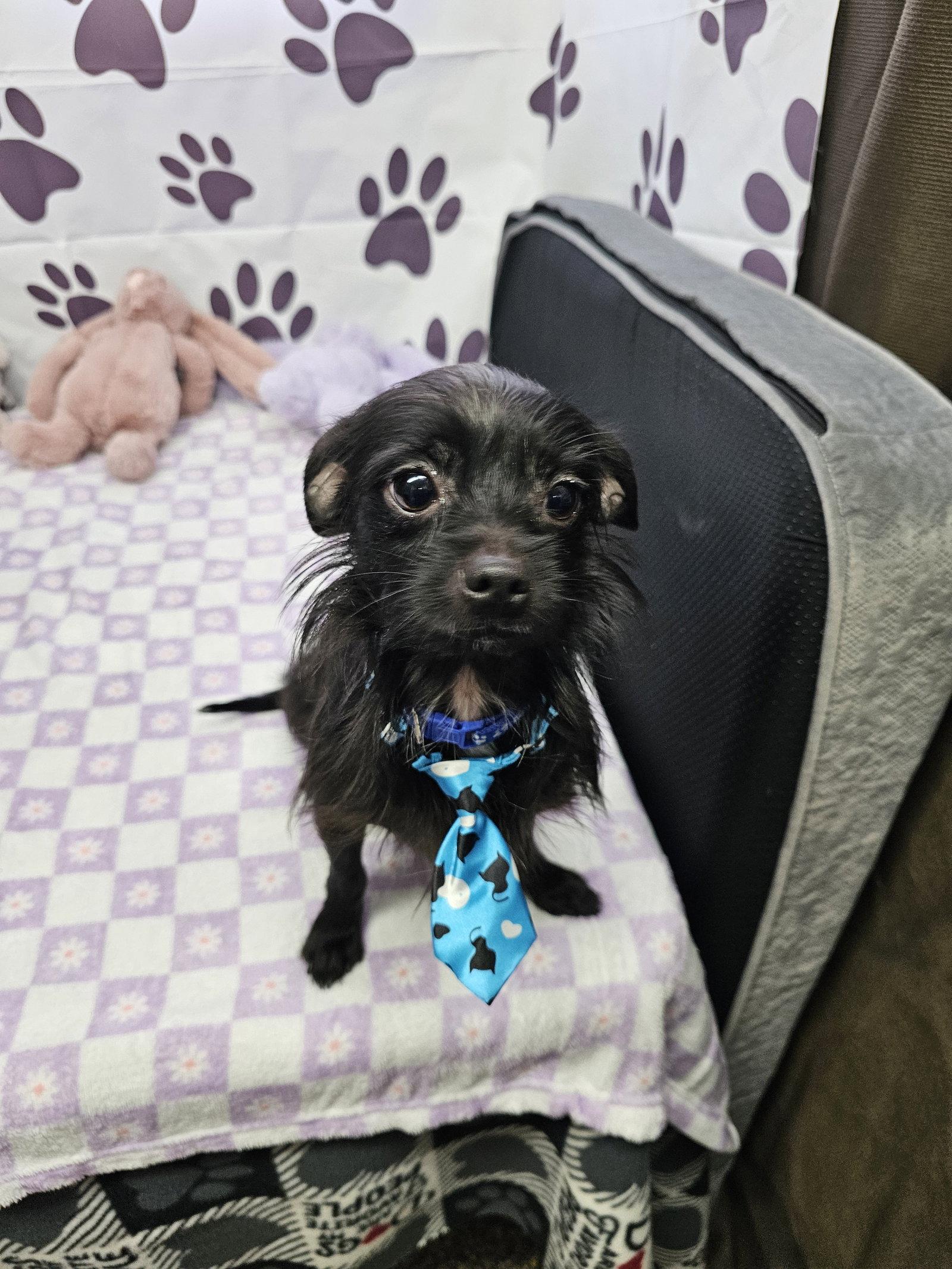 Enlarge Zenith, a Adoptable Chihuahua in Metairie, LA image 2/2