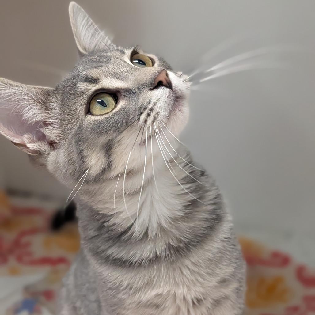 Cookie, Adoptable, Kitten Female Domestic Short Hair.