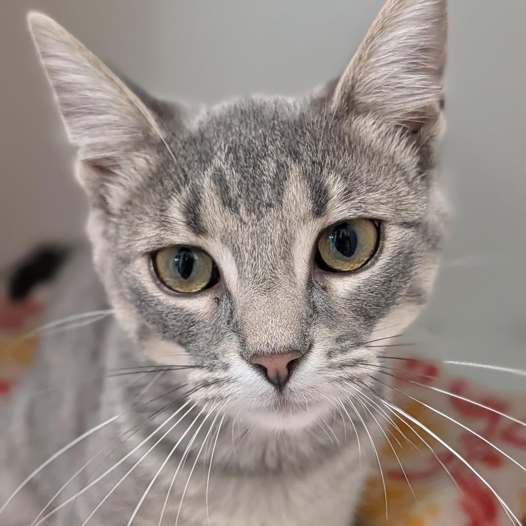 Enlarge Cookie, a Adoptable Domestic Short Hair in Jasper, IN image 2/3