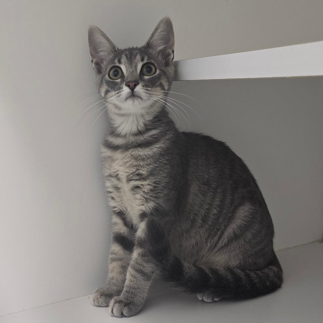 Enlarge Cookie, a Adoptable Domestic Short Hair in Jasper, IN image 3/3