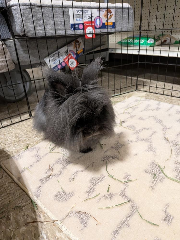 Miso, a Adoptable mixed breed in Longwood, FL image 1/6