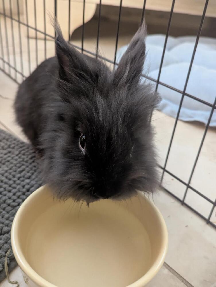 Miso, Adoptable, Young Male Lionhead.