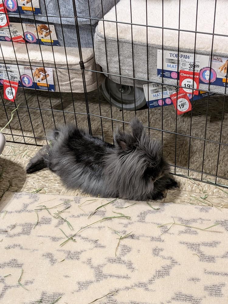 Miso, a Adoptable mixed breed in Longwood, FL image 3/6