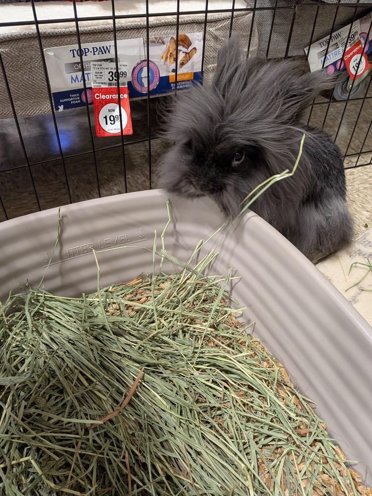 Miso, a Adoptable mixed breed in Longwood, FL image 4/6