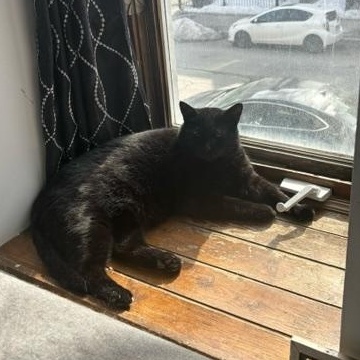 Enlarge Shadow and Grisouille (bonded pair), an adopted mixed breed in Pierrefonds, QC image 3/5