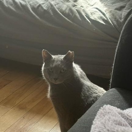 Enlarge Shadow and Grisouille (bonded pair), an adopted mixed breed in Pierrefonds, QC image 2/5