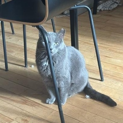 Enlarge Shadow and Grisouille (bonded pair), an adopted mixed breed in Pierrefonds, QC image 4/5