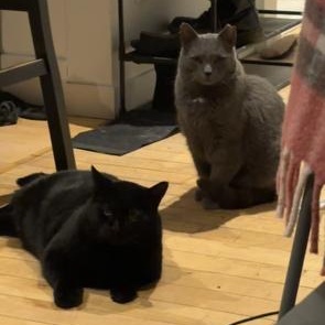 Enlarge Shadow and Grisouille (bonded pair), an adopted mixed breed in Pierrefonds, QC image 1/5