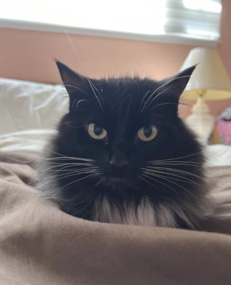 Abby, ADOPTABLE, Adult Female Domestic Long Hair.