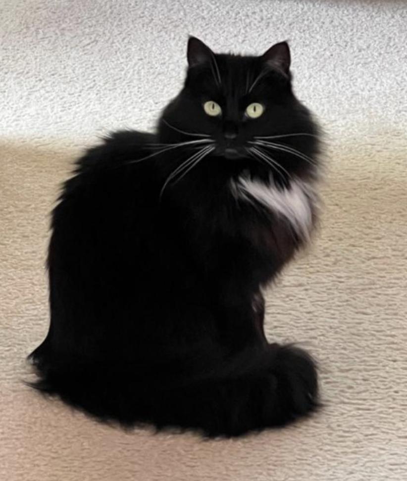 Abby, a ADOPTABLE Domestic Long Hair in Novato, CA image 2/4